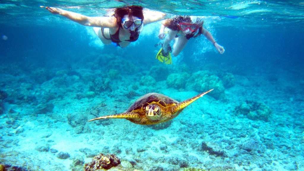 belize adventures swimming with turtles