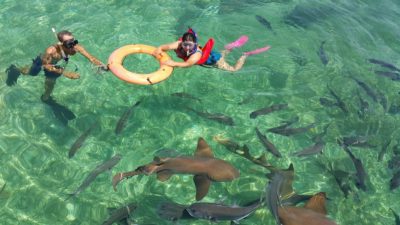 Traveling to belize swim with sharks