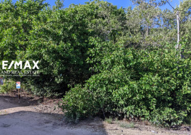 picture of land on south Caye Caulker